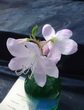 R. schlippenbachia